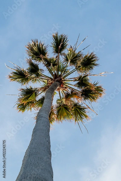 Obraz Washingtonia palm, a tree with a tropical appearance that can reach up to 100 feet tall.
