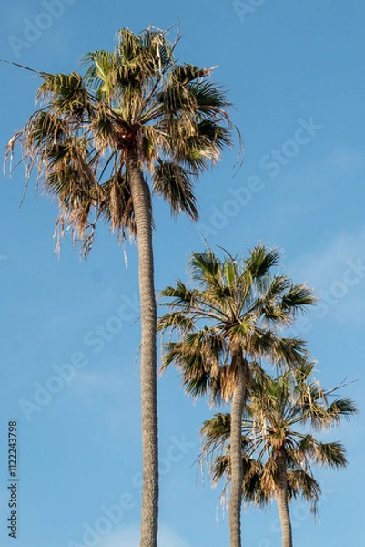 Obraz Washingtonia palm, a tree with a tropical appearance that can reach up to 100 feet tall.
