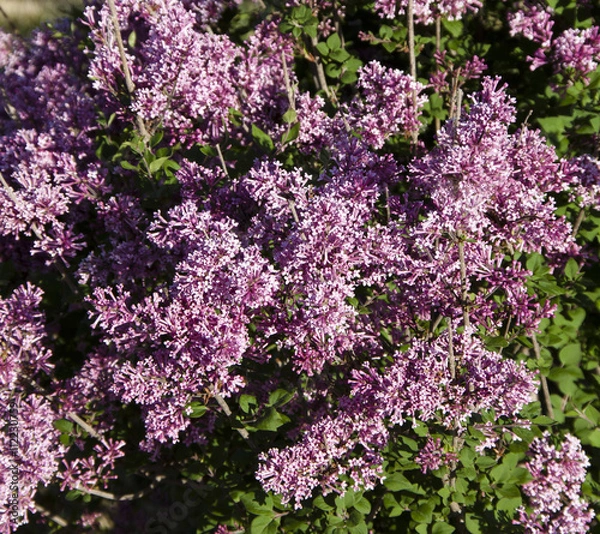 Obraz Bloomerang Lilac