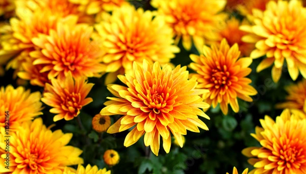 Obraz Chrysanthemum