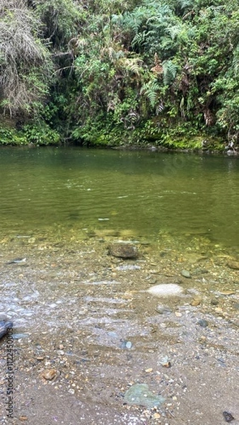Obraz river in the forest