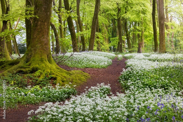 Obraz Spring time forest paths through fields of wild garlic blooms