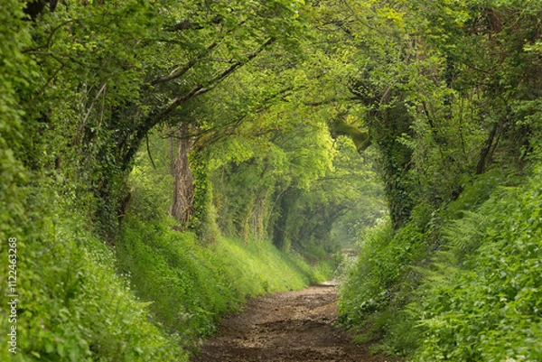Obraz Springtime wandering in lush green forest, gentle paths and exploring the forest and woods