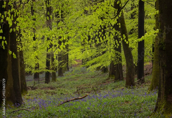 Obraz Springtime wandering in lush green forest, gentle paths and exploring the forest and woods