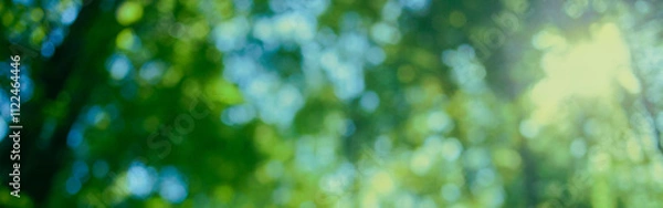 Obraz 背景ぼかし　緑の森