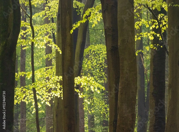 Obraz Springtime wandering in lush green forest, gentle paths and exploring the forest and woods