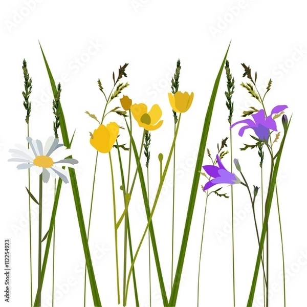 Obraz Flowers in meadow, isolated vector
