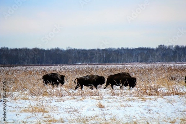 Fototapeta Buffalo roaming the plains in Elk Island National Park, outside of Edmonton, on a cold winter day
