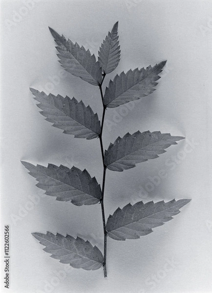 Obraz leaf on black background