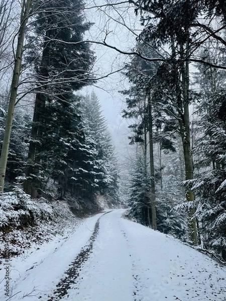 Obraz Snowy winter in the forest
