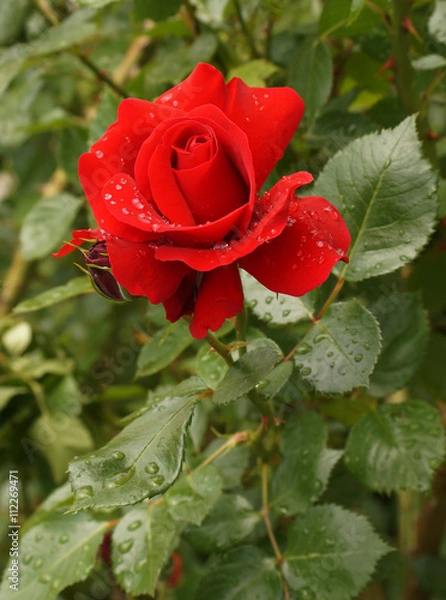 Obraz  Red rose flower