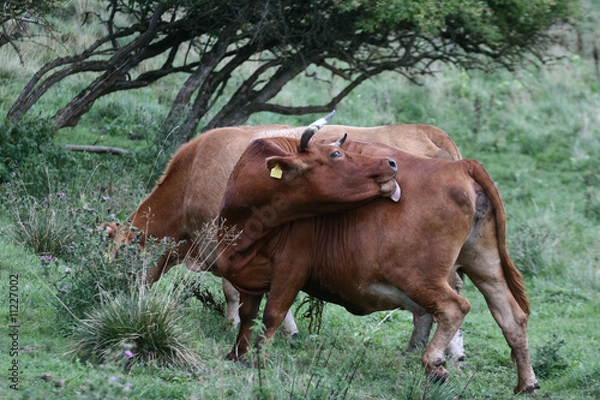 Fototapeta Danish cows