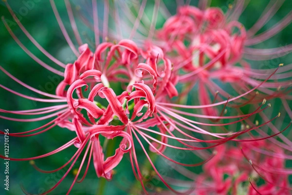 Obraz 赤い彼岸花