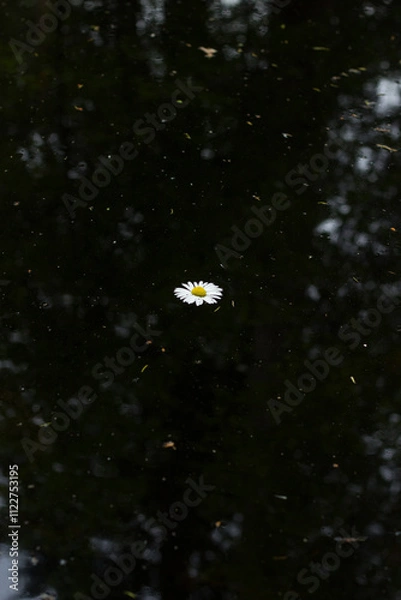 Fototapeta Chamomile flower floating in dark water