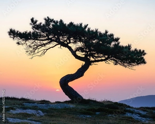Obraz Ancient pine tree silhouetted against the sunset