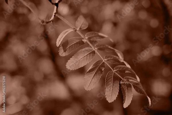 Fototapeta Leaves on the sun. Color of the Year 2025 Mocha Mousse color. Chocolate or Brown Background