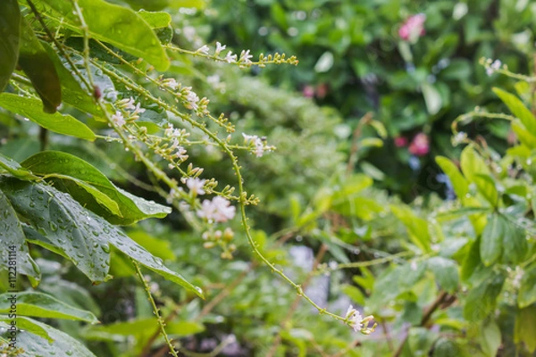 Obraz Rain water drop on tree bush and flowers bunch with bokeh for fresh rainy season nature background