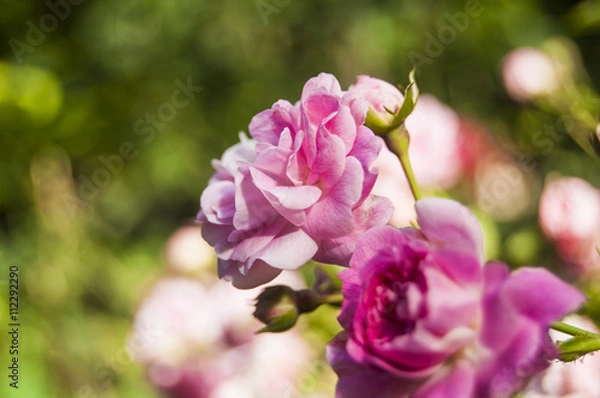 Fototapeta Macro Fuchsia rose on blur background