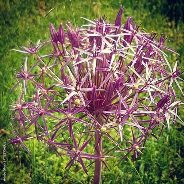 Fototapeta Decorative Flower in a garden in spring