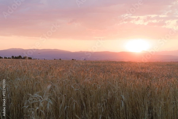 Fototapeta Wheat with sunset and clouds background