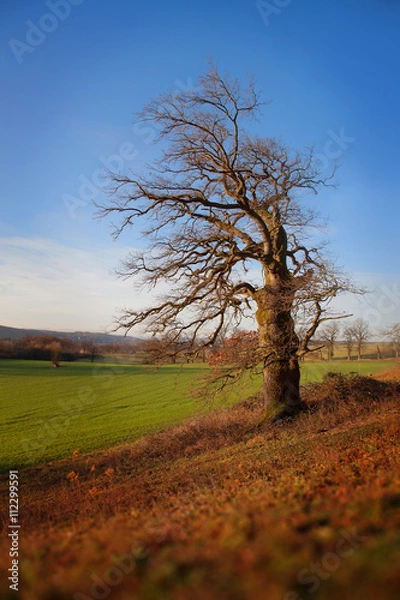 Fototapeta Alte Eiche auf der Weide