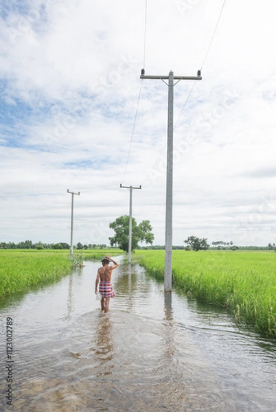 Obraz  flooded rice field in Thailand, showcasing the reflection of the sky on the water's surface. This image captures the reality of agricultural life, natural irrigation, and the resilience of local farm
