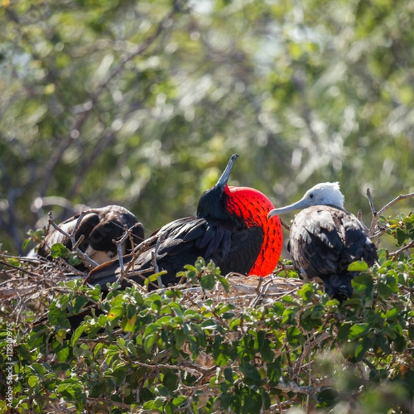 Obraz Galapagos frigates