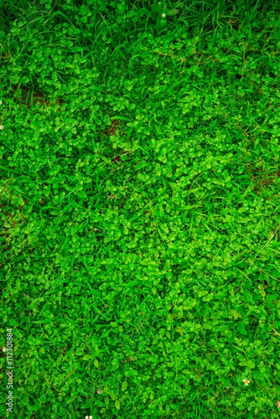 Fototapeta Green grass background.