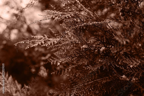 Fototapeta A close up of thuja with many branches. Color of the Year 2025 Mocha Mousse color. Chocolate or Brown Background