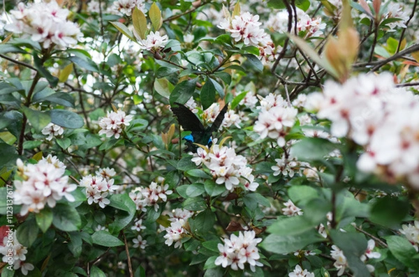 Obraz butterfly on a flower
