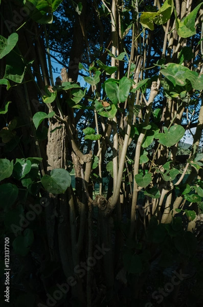 Obraz tree in the forest