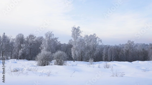 Fototapeta Snowy frosty forest. Beautiful view of snowy trees. Cold winter day