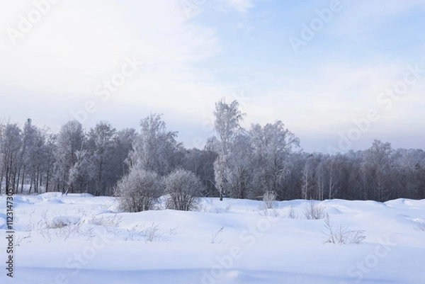 Fototapeta Snowy frosty forest. Beautiful view of snowy trees. Cold winter day