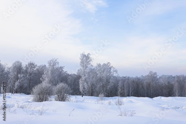 Fototapeta Snowy frosty forest. Beautiful view of snowy trees. Cold winter day