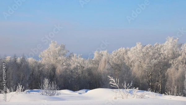 Fototapeta Snowy frosty forest. Beautiful view of snowy trees. Cold winter sunny day