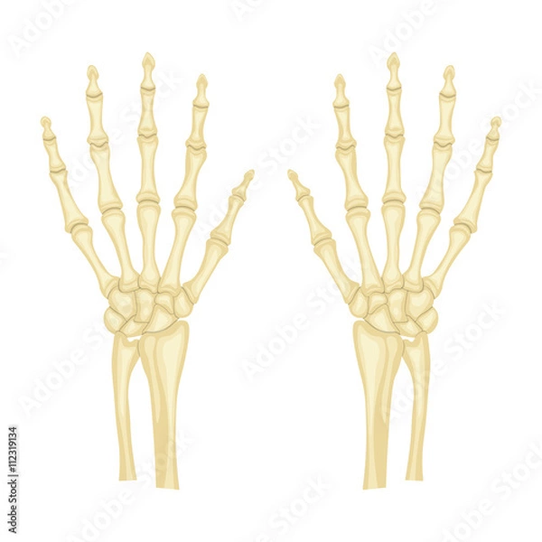 Obraz hand bones vector illustration isolated on white background