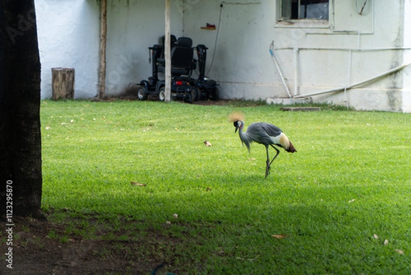 Fototapeta A crowned crane walking gracefully on lush green grass near a building with a wheelchair in the background, creating a unique juxtaposition of nature and human elements.
