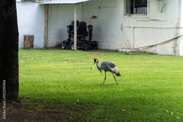 Fototapeta A grey crowned crane walks gracefully on a lush green lawn near a rustic building, showcasing its vibrant plumage and elegant demeanor in a peaceful outdoor setting.