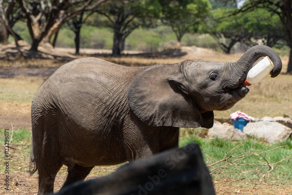 Fototapeta A baby elephant joyfully drinks milk from a bottle in a sunny savanna setting. Its trunk curls around the bottle, surrounded by trees, dry grass, and an open wildlife sanctuary environment