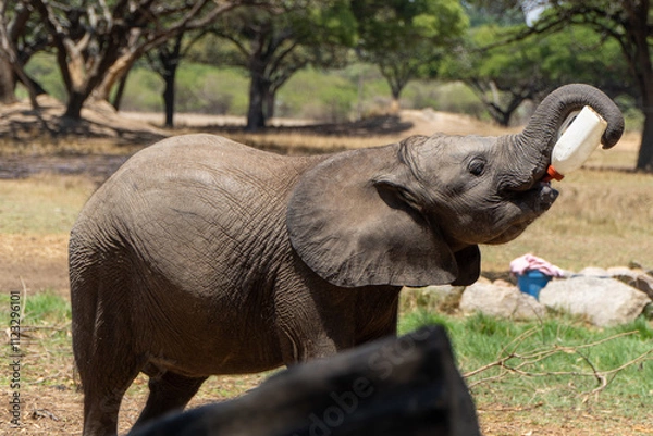 Fototapeta A baby elephant joyfully drinks milk from a bottle in a sunny savanna setting. Its trunk curls around the bottle, surrounded by trees, dry grass, and an open wildlife sanctuary environment