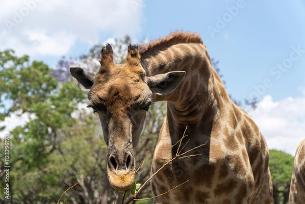 Fototapeta A close-up of a giraffe feeding on a twig, captured in bright sunlight. The backdrop features vibrant greenery and jacaranda trees with purple blooms under a blue sky dotted with white clouds