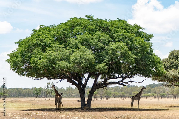 Fototapeta A group of giraffes resting under the shade of a sprawling green tree in an open savanna, with a bright blue sky and scattered clouds in the background.