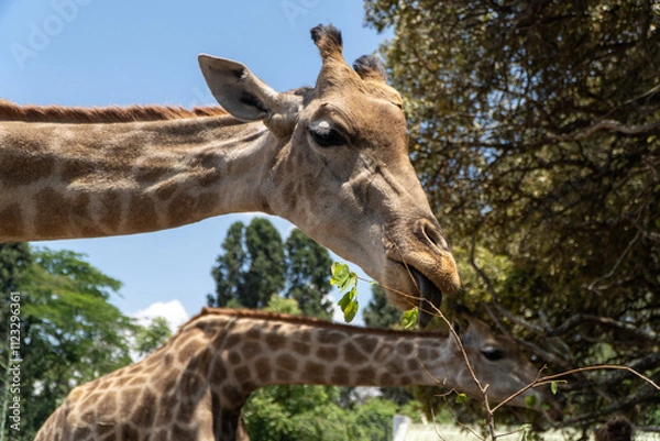 Fototapeta Close-up of a giraffe munching on fresh green leaves with another giraffe in the background, surrounded by lush trees under a sunny blue sky