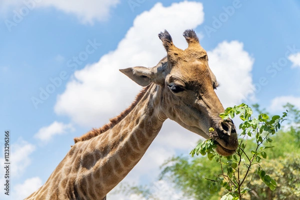 Fototapeta A giraffe eating fresh green leaves from a branch on a sunny day, with a vivid blue sky and fluffy white clouds in the background, surrounded by natural greenery.