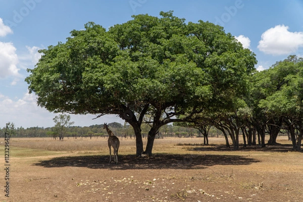 Fototapeta A giraffe stands under the shade of a large, leafy tree in a dry savanna landscape, surrounded by sparse vegetation and open skies on a sunny day.