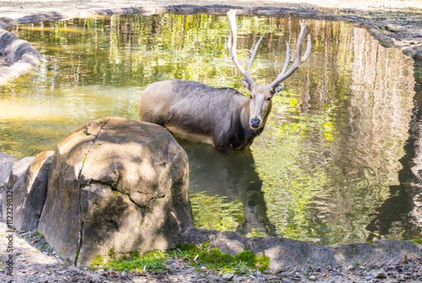 Obraz Pere Davids Deer in a pond in a zoo habitat. Extinct in the wilds in the river valleys of China. Hunting and floods devastated herds in China. About 850 remain in regulated reserves in China.