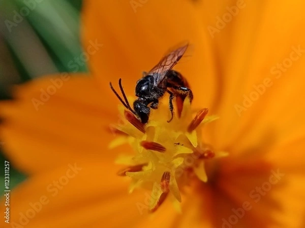 Obraz a bee sucking  nectar on orange flower.
