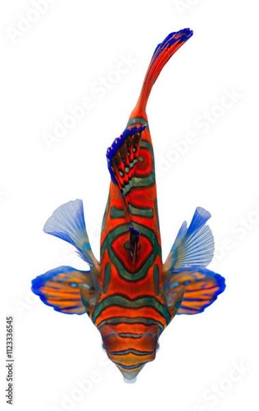 Obraz Top View of Colorful Mandarinfish on White Background. png file.