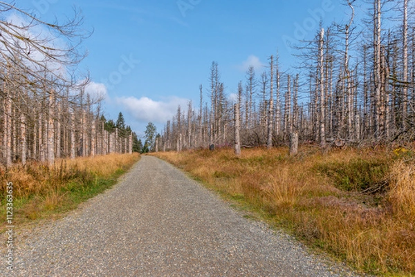 Fototapeta Wald im Harz