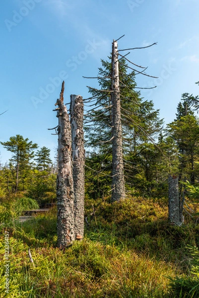 Fototapeta Wald im Harz